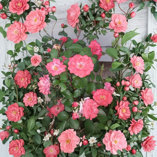 Coral Floribunda Rose Cuttings – 4 Unrooted Rose Cuttings | Coral Bloom Garden Rose | Easy Propagation Flowering Plant