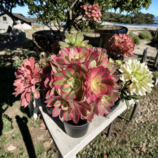 Aeonium Pink Witch Cutting – Rare Succulent 2.5 Inch | Imported Variegated Aeonium | Pink Green Rosette | Collector Plant