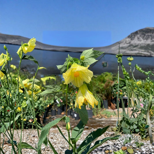 Abutilon ‘Chiffon’ – Flowering Maple Live Evergreen Shrub | 1 Foot Tall | Shipped in 3" Pot  Bright Yellow Bell Flowers | Hummingbird Friendly | Easy to Grow