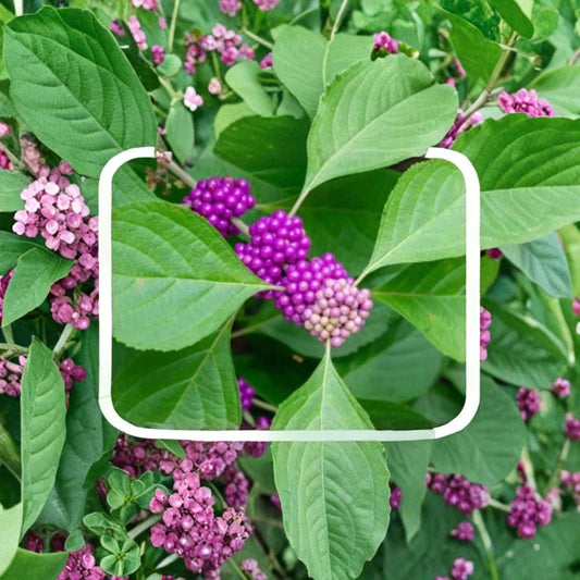 Beautyberry Cuttings – 10 Live Callicarpa Bush Clippings | Wild Grown Organic | Purple Berry Shrub | Easy Propagation