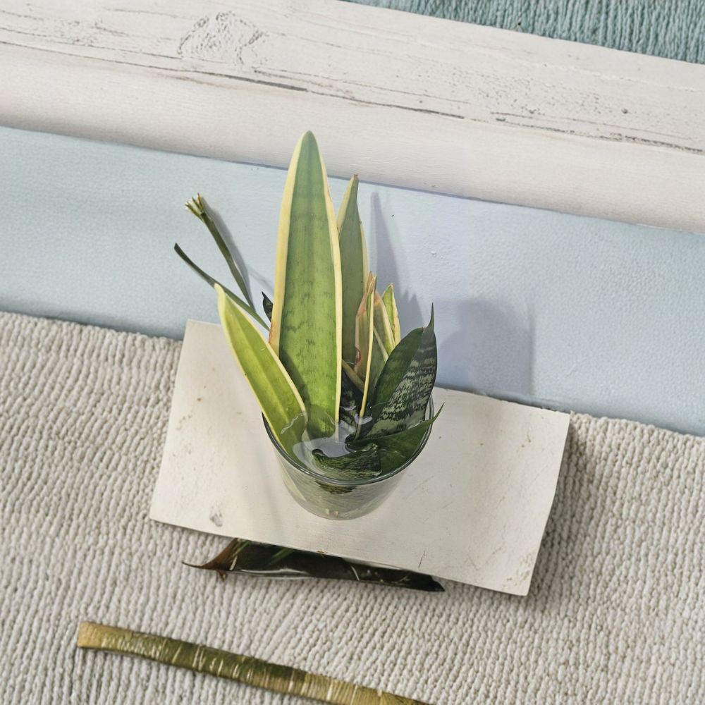 Snake Plant Cuttings – Sansevieria Trifasciata Live Cuttings | Rooted or Unrooted Options | Air Purifying Houseplant | Low Maintenance | Easy to Grow