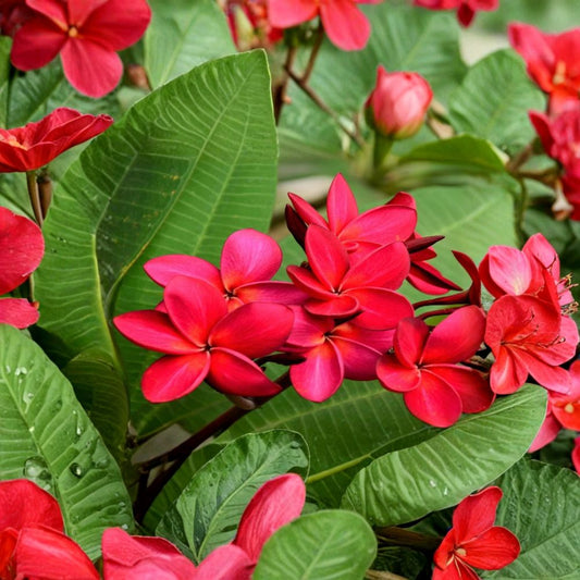Hawaiian Red Plumeria – Frangipani Cutting 9–12 Inch | Tropical Fragrant Flower Plant | Easy to Grow Lei Tree | Indoor Outdoor