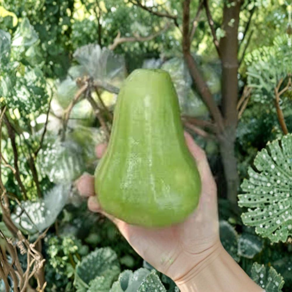 Thai Green Wax Apple – Syzygium samarangense Live Fruit Tree | 2 Feet Tall | Includes 6 Inch Nursery Pot  Crisp Juicy Fruit | Tropical Evergreen | Sweet Refreshing Flavor