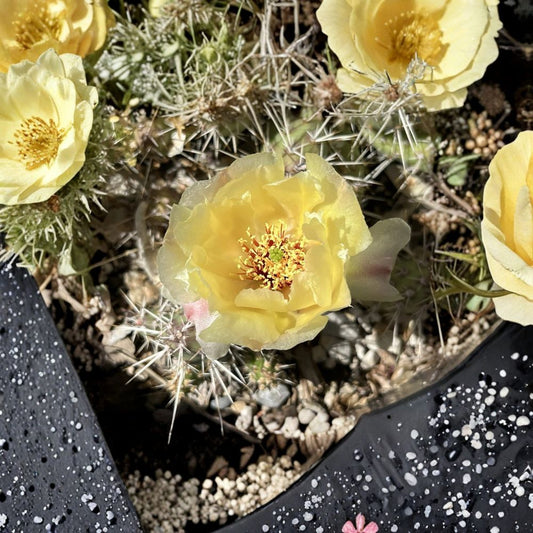 Brittle Prickly Pear Cactus Cuttings – 2 Opuntia fragilis ‘SLC’ | Cold Hardy Succulent Zone 4 | Mini Cactus | Easy to Grow