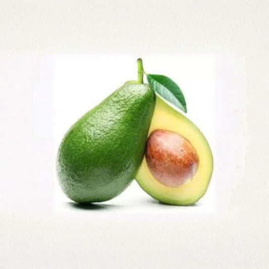 Bacon Avocado Tree – Persea americana ‘Bacon’ Grafted Live Tree | 3–4 Feet Tall | Bigger Trunk | Shipped in Nursery Pot  Cold Hardy Avocado | Smooth Green Skin | Backyard Orchard Ready