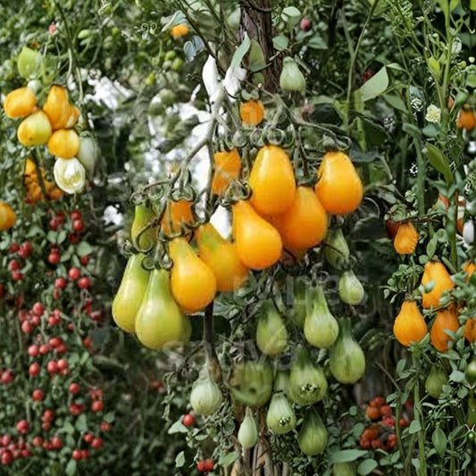Yellow Pear Cherry Tomato – Heirloom Variety 100 Organic Seeds | USA Grown | Indeterminate Vines  Sweet & Mild Flavor | Heavy Producer | Perfect for Salads