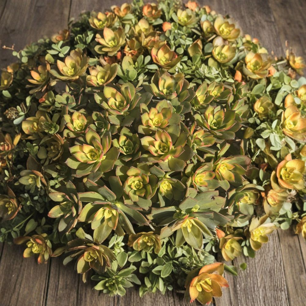Aeonium Kiwi – 4 Succulent Cuttings | Colorful Variegated Rosette Plant | Pink Yellow Green Succulent | Easy to Grow
