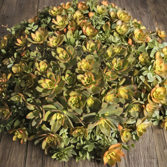 Aeonium Kiwi – 4 Succulent Cuttings | Colorful Variegated Rosette Plant | Pink Yellow Green Succulent | Easy to Grow