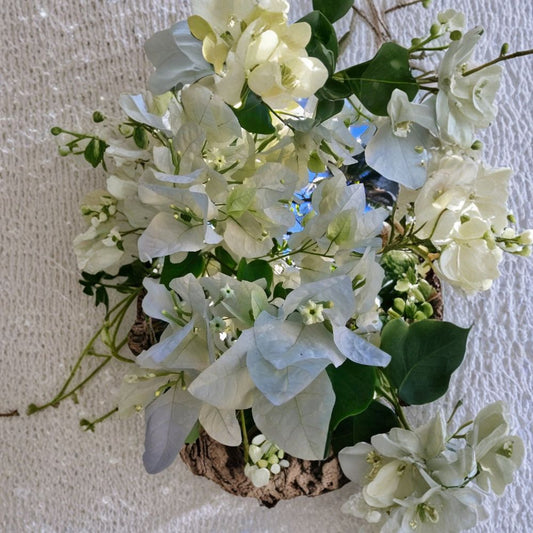 White Bougainvillea Cuttings – 8 Fresh Paperflower Cuttings | Tropical Flower Vine | Fast Growing Climbing Plant | Easy Propagation