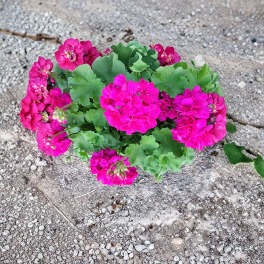 Magenta Geranium Cuttings – 3 Fresh 6 Inch Pelargonium Cuttings | Bright Pink Flower Plant | Easy Propagation | Garden & Container Ready