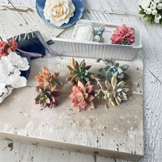 Large Succulent Cuttings – 6 Big 3–5 Inch Succulents | Assorted Varieties | Easy to Grow | DIY Garden & Indoor Plants