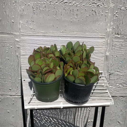 Jade Plant Cuttings Set of 18 | Crassula Ovata Money Plant | Succulent Cuttings 2–4 Inch | Easy to Grow | No Pot