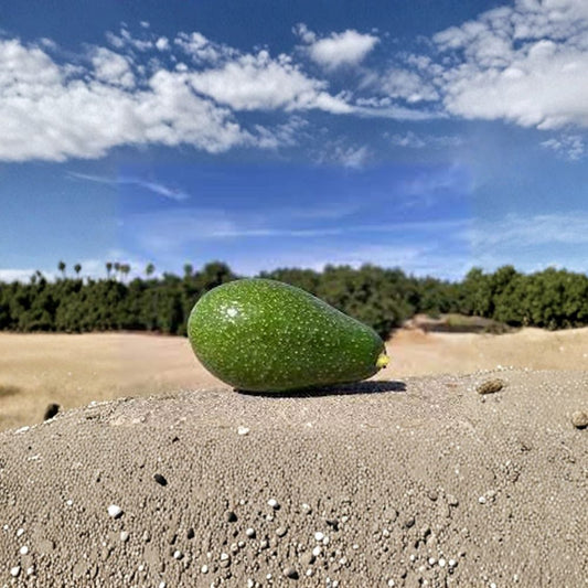 Zutano Avocado Tree – Persea americana Grafted Tree | 3–4 Feet Tall | Bigger Trunk  Cold Hardy Variety | Early Season | Excellent Pollinizer
