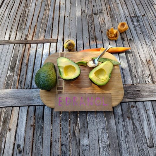 Edranol Avocado Tree – Persea americana ‘Edranol’ Grafted Live Tree | 1 Foot Tall | Shipped in Plastic Grow Bag  Rich Flavor Avocado | Compact Starter Tree | Backyard Orchard Ready