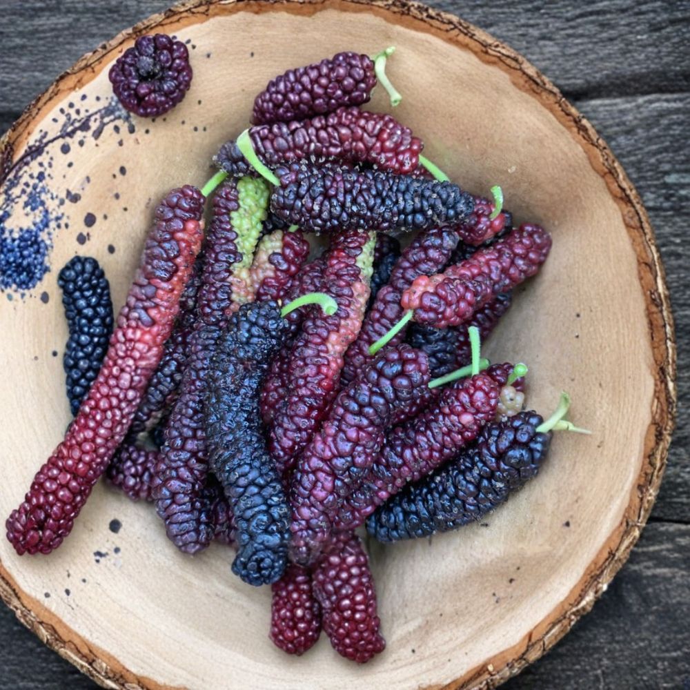 Pakistan Mulberry Trees – Set of 4 Live Starter Plants | 6–8 Inches Tall | Morus macroura Sweet Long Fruit | No Pot | Backyard Fruit Garden Tree