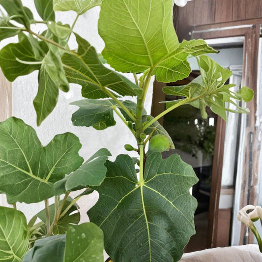 Chicago Hardy Fig Tree Cuttings – 3 Unrooted Cuttings | Ficus carica Cold Hardy Fig | High Yield Fruit Tree Starter