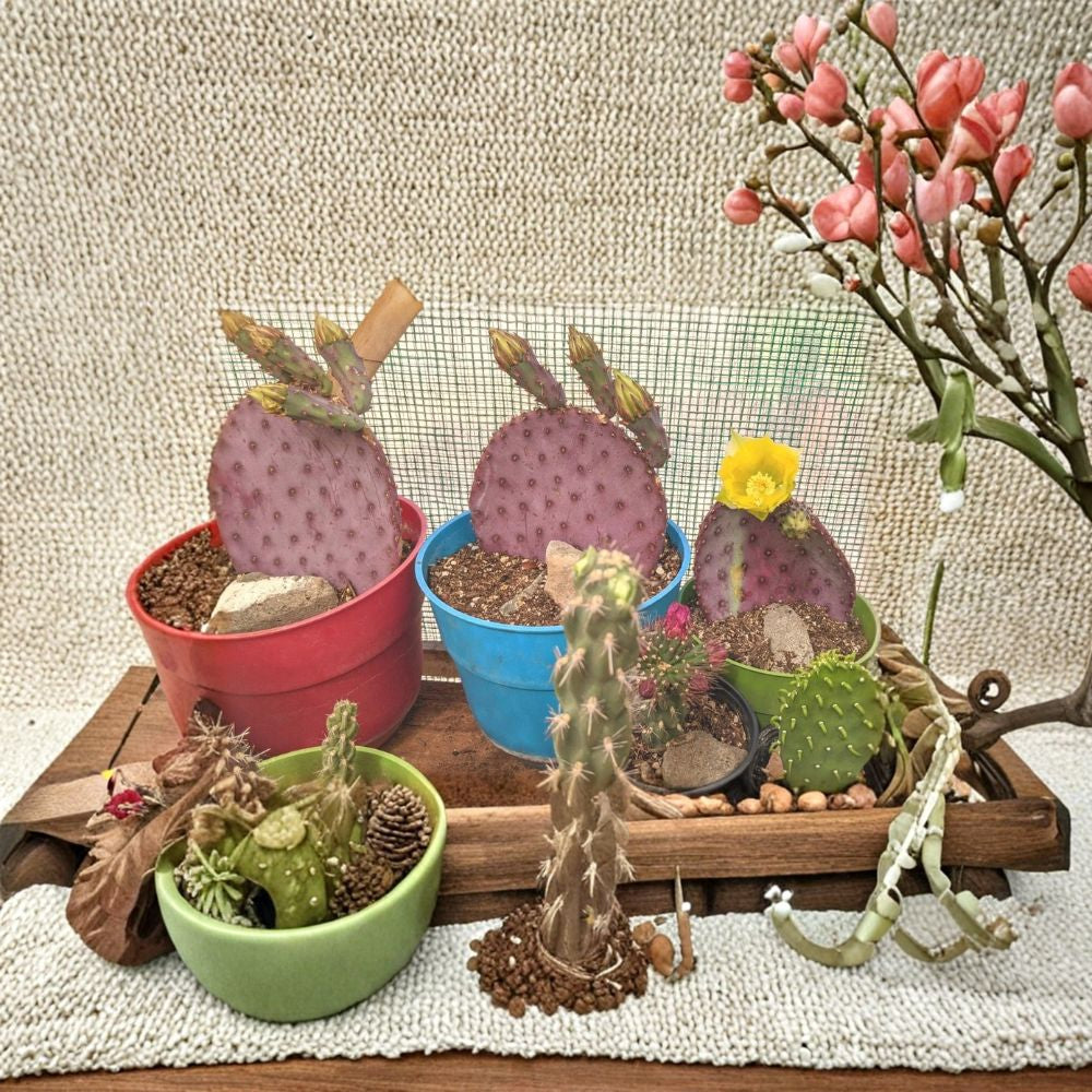 Santa Rita Purple Prickly Pear – Opuntia violacea 3 Unrooted Pads | 5–6 Inches Each | Arizona Grown  Cold Hardy | Vibrant Purple Color | Desert Landscape Favorite