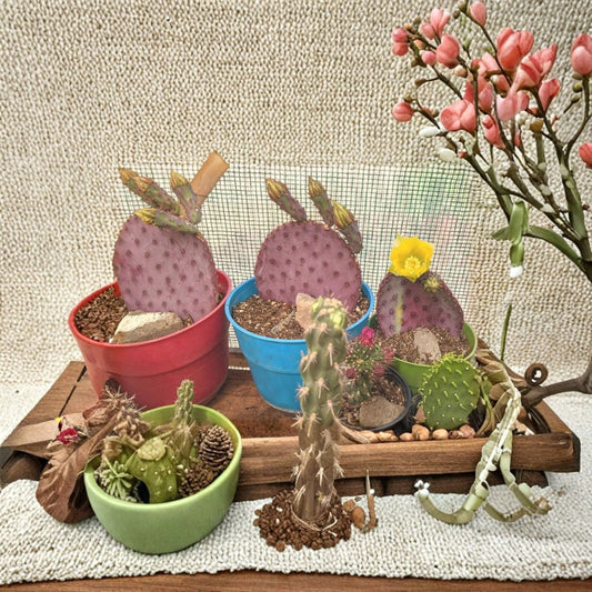 Santa Rita Purple Prickly Pear – Opuntia violacea 3 Unrooted Pads | 5–6 Inches Each | Arizona Grown  Cold Hardy | Vibrant Purple Color | Desert Landscape Favorite