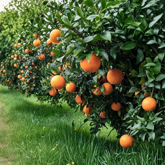 Navel Orange Scion Cuttings – 3 Pack 6–8 Inch Citrus sinensis | Grafting Scions | Sweet Orange Tree Propagation | Fresh Cut