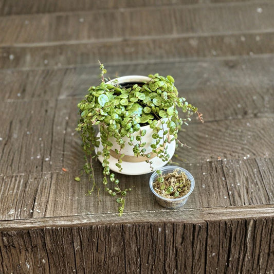 String of Turtles Cuttings Kit | Peperomia Prostrata Propagation Set | Trailing Succulent Plant Start | Easy Indoor Plant | No Pot