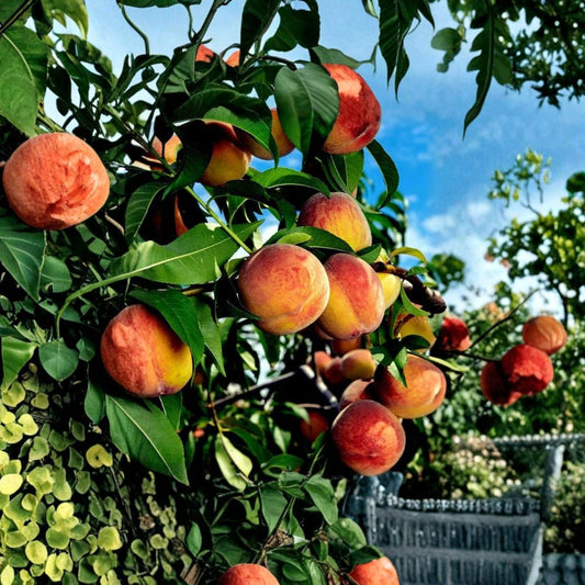 Yellow Peach Tree Cuttings – 6 Fresh 5–7 Inch Organic Cuttings | Sweet Fruit Tree | Fast Growing Peach Plant | Easy to Root