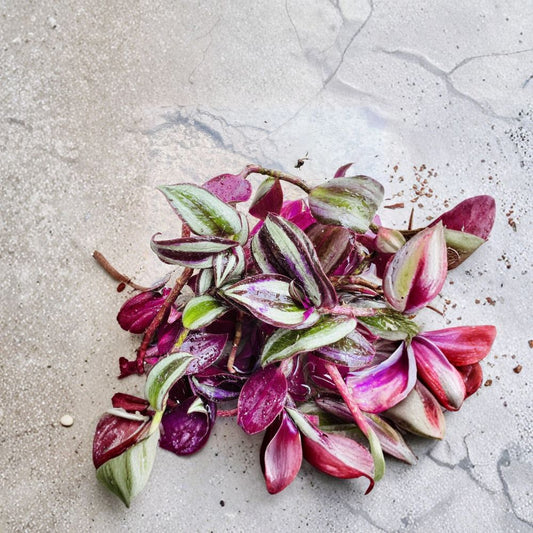 Tradescantia Zebrina Cuttings – 12 Unrooted Wandering Jew Cuttings | Red Maroon Burgundy Houseplant | Fast Growing Trailing Plant