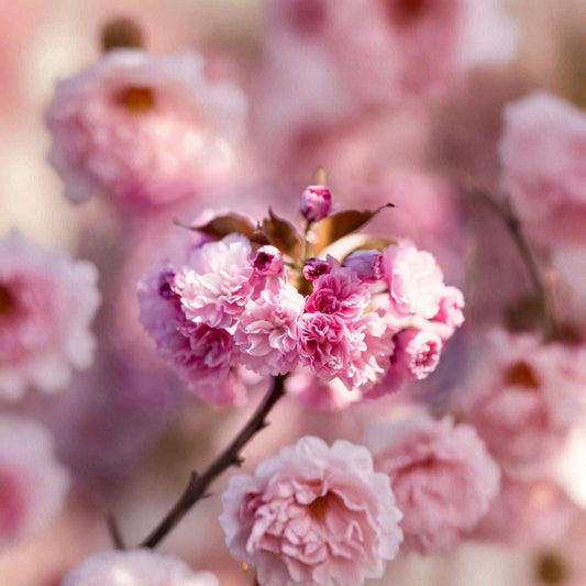 Prunus serrulata ‘Kwanzan’ – Kwanzan Flowering Cherry Grafted Ornamental Tree | 2–3 Feet Tall | Shipped in 3 Gallon Pot  Double Deep Pink Blooms | Vase-Shaped Form | Classic Spring Showpiece