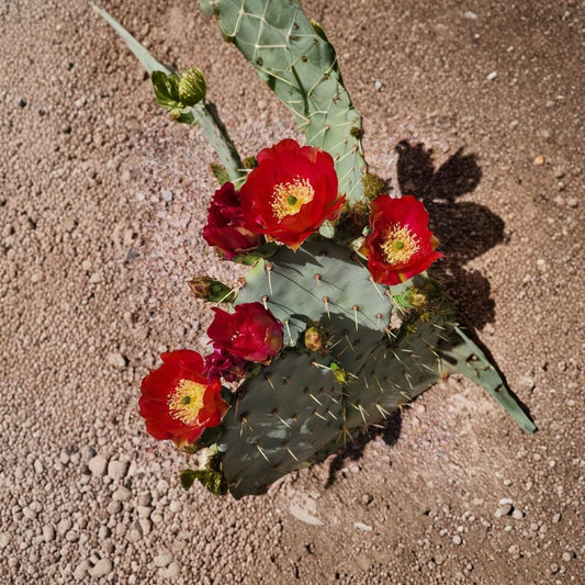 Opuntia ‘Fruit Punch’ – Prickly Pear Cactus Pad Cutting | Live Desert Succulent | Vibrant Blooming Cactus | Easy to Grow Outdoor Plant