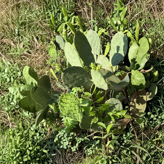 Prickly Pear Cactus – 4 Live Pads 4–8 Inch Cuttings | Limited Quantity | Easy to Root  Hardy Opuntia | Desert Garden | Drought Tolerant
