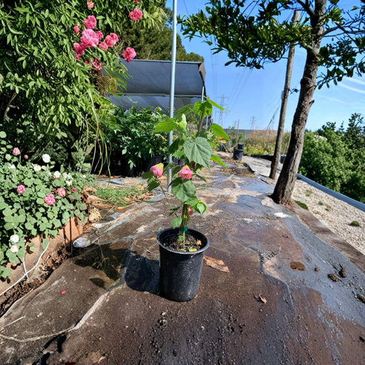 Abutilon ‘Rosalie’ – Flowering Maple – Abutilon Hybrid Live Plant | 2–3 Feet Tall | Includes 6 Inch Nursery Pot  Bright Pink Blooms | Nearly Year-Round Flowers | Hummingbird Favorite