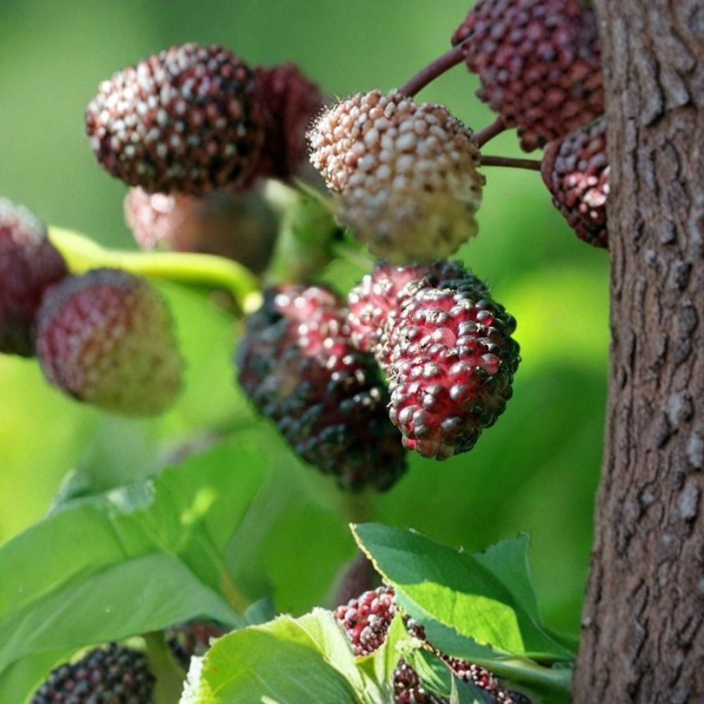 Illinois Everbearing Mulberry Tree – Morus alba × rubra Live Plant | 12–16 Inches Tall | Sweet Berry Fruit Tree | Shipped in Nursery Pot