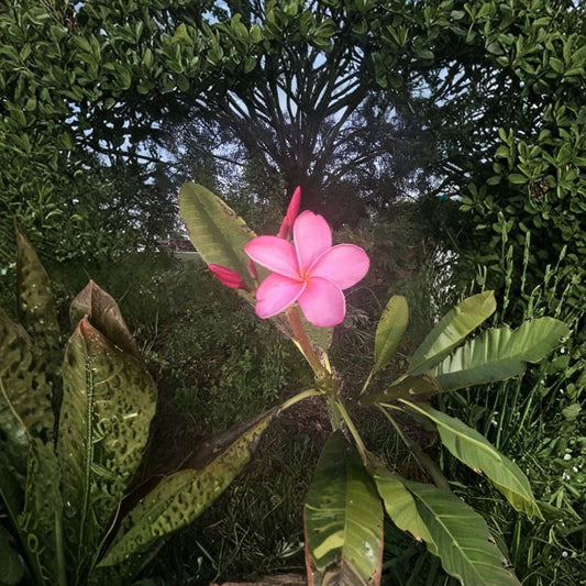 Plumeria Cuttings Mix – Tropical Frangipani 6 Pack | Pink Yellow White Candy Stripe | Rare Flower Tree Starter | Easy to Grow