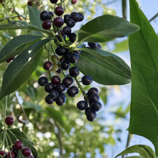 Cherry Laurel Cuttings – 20 Fresh 6–8 Inch Hedge Cuttings | Prunus Laurocerasus Privacy Shrub | Fast Growing Evergreen | Easy to Root