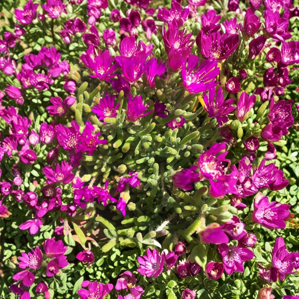 Creeping Ice Plant – 5 Cuttings Purple Pink | Drought Tolerant Ground Cover | Flowering Succulent | Easy Grow Outdoor Plant
