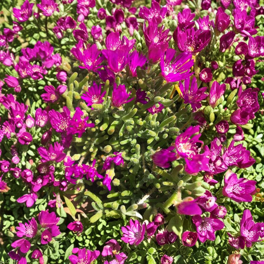 Creeping Ice Plant – 5 Cuttings Purple Pink | Drought Tolerant Ground Cover | Flowering Succulent | Easy Grow Outdoor Plant