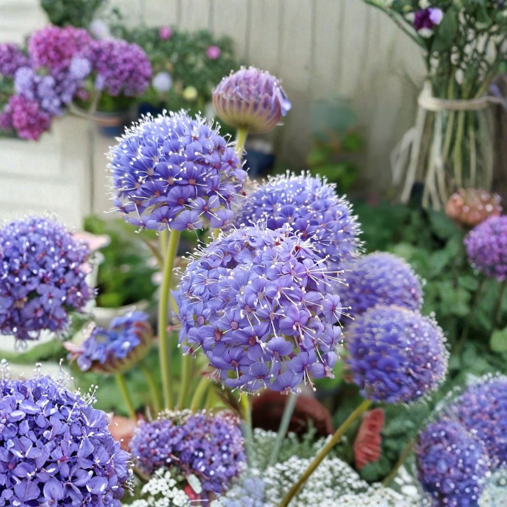 Blue Lace Flower Seeds – Didiscus caeruleus | 50 Seeds | Sweet Scented Cut Flower | Pollinator Friendly | Garden & Bouquet Favorite