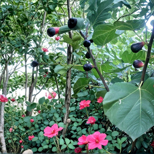 LSU Purple Fig Cuttings Set of 6 | Ficus Carica Fruit Tree | Cold Hardy Fig Variety | Productive Sweet Figs | Easy to Grow | No Pot