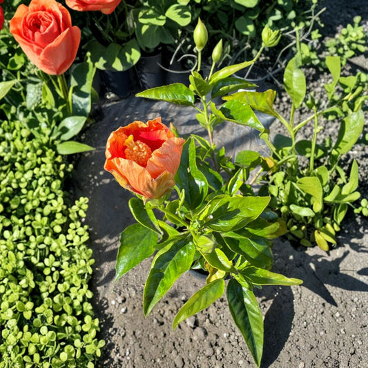 Florida Sunset Hibiscus – Hibiscus rosa-sinensis ‘Florida Sunset’ Live Flowering Plant | 1 Foot Tall | Shipped in 1 Gallon Pot  Year-Round Tropical Blooms | Easy to Grow | Patio & Garden Ready