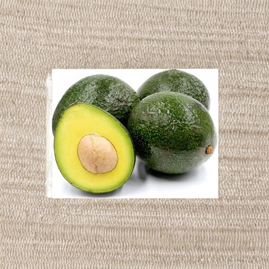 Reed Avocado Tree – Persea americana Grafted Tree | 1–2 Feet Tall | Includes 6 Inch Nursery Pot  Large Round Fruit | Rich Creamy Flavor | Late Season Variety