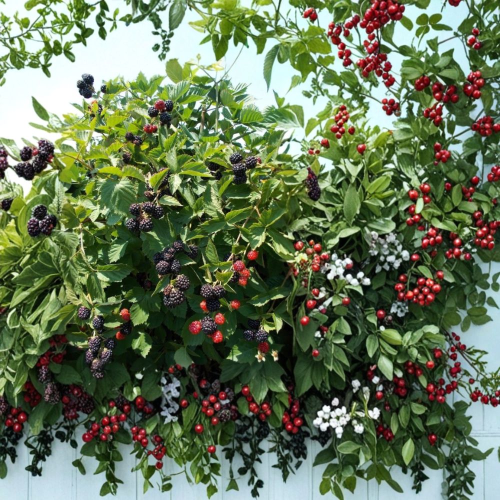 Triple Crown Thornless Blackberry Plants – Set of 2 Live Starter Plants | 4–6 Inches Tall | Large Sweet Berries | Soil Root Balls No Pot | Backyard Fruit Garden