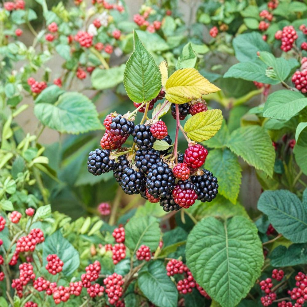 Southern Wild Blackberry Bush – 1 Live Bare Root Plant | Appalachian Wild Harvested Berry Bush | Edible Blackberry Starter | Backyard Garden Fruit Plant | Hardy Berry Variety