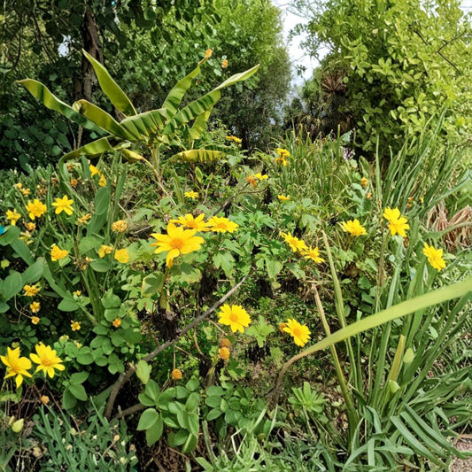 Mexican Sunflower – Tithonia Diversifolia Live Cuttings | 8 Inch Yellow Flower Plant | Fast Growing Tropical Shrub | Outdoor Garden Favorite
