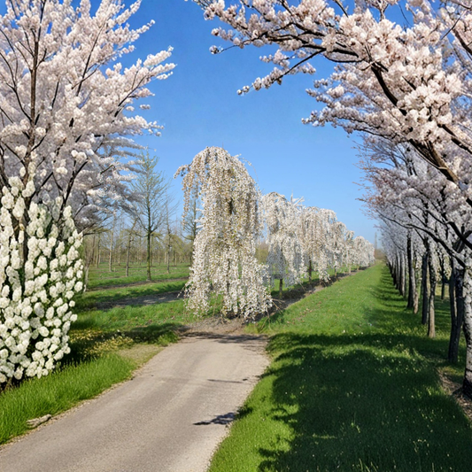 Prunus x ‘Snofozam’ – Snow Fountains® Weeping Cherry Grafted Ornamental Tree | 2–3 Feet Tall | Shipped in 3 Gallon Pot  Graceful Weeping Form | Snow-White Spring Blooms | Compact Landscape Tree