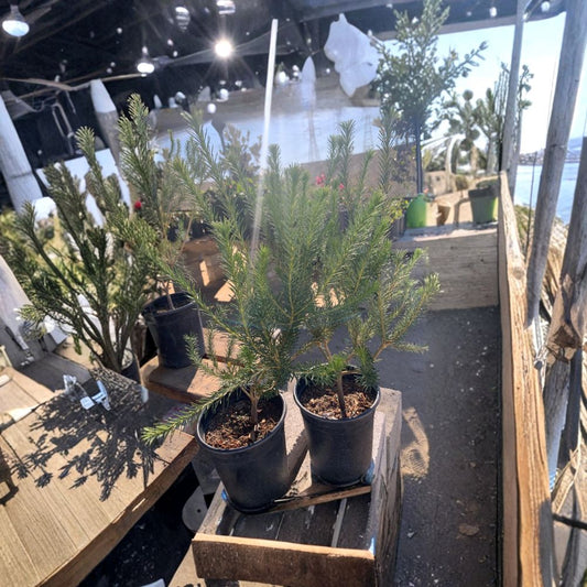 Banksia ericifolia ‘Compact Form’ – Banksia ericifolia Live Plant | 2 Feet Tall | Includes 3 Gallon Nursery Pot  Compact Evergreen Shrub | Orange Bottlebrush Blooms | Drought Tolerant