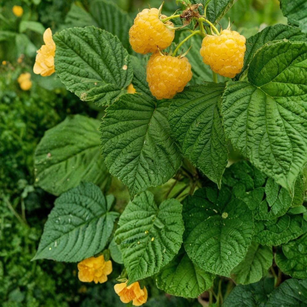 Fall Gold Raspberry Plants – Set of 5 Starter Plugs | Rubus idaeus ‘Fall Gold’ | Bare Root Golden Raspberry | Sweet Everbearing Variety