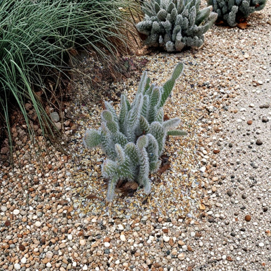 Opuntia ‘Snow White’ – Rare White Prickly Pear Live Cactus Cutting | 1 Pad | Silvery White Variety  Collector Cactus | Frosty Pads | Drought Tolerant