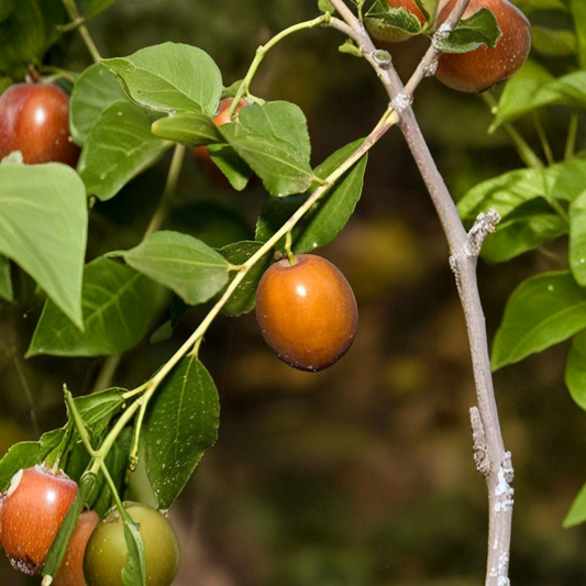 Sugar Cane Jujube – Ziziphus jujuba ‘Sugar Cane’ Grafted Live Fruit Tree | 3 Feet Tall | Shipped in 3 Gallon Pot  Exceptionally Sweet Fruit | Mid-Season Harvest | Cold Hardy & Easy Grow