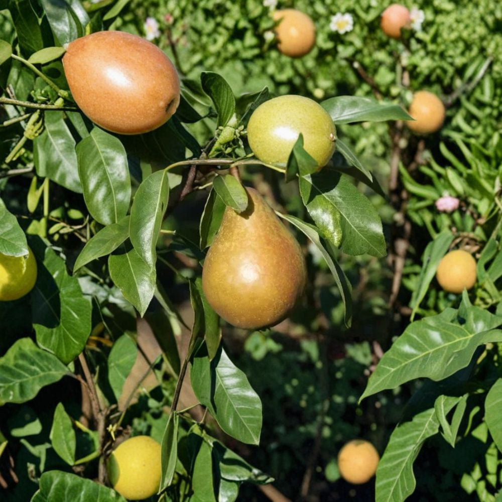 Fondante d'Automne Pear – Pyrus communis 25+ Seeds | Heirloom Variety | USA Grown  Sweet & Juicy Fruit | Backyard Orchard Starter | Free Shipping