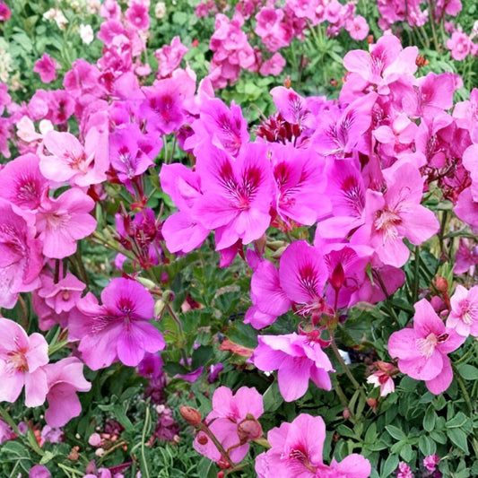 Regal Geranium – Purple Pink Pelargonium Cuttings | 5 Fresh 6 Inch Cuttings | Fancy Orchid Style Blooms | Easy Garden Flower