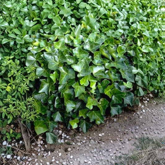 English Ivy Cuttings – 10 Unrooted 6–12 Inch Hedera Helix | Easy to Root Groundcover Vine | Indoor Outdoor Plant | Air Purifying